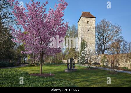 Arboreto con torre nord del muro della città e la ciliegia di montagna a Bad Langensalzza, Turingia, Germania, Europa Foto Stock