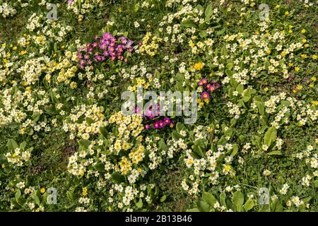 Primrose sulla banca, Monmouth, Galles, Regno Unito Foto Stock