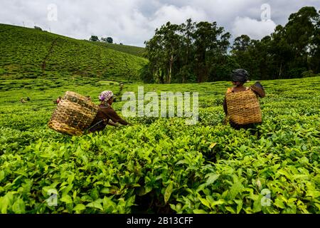 Raccoglitori di tè in una piantagione di tè vicino a Mbeya, Tanzania, raccoglitori di tè africani su una pianta di tè vicino a Mbeya, Tanzania, Africa Foto Stock