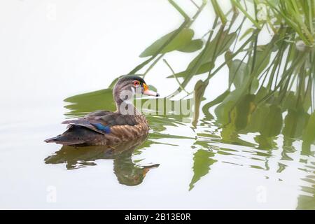 Primo piano di piumaggio eclisse Wood Duck nuoto vicino a piante acquatiche Foto Stock