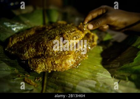 La vita dei Pigmei Bayaka nella foresta pluviale equatoriale, Repubblica Centrafricana, Africa Foto Stock