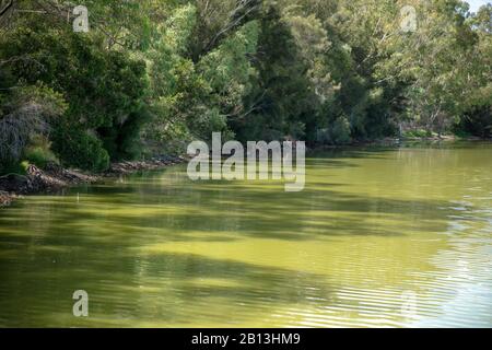 Verde acqua inquinata del Lago Monger vicino Perth, Australia Occidentale, causata da alghe blu-verdi. Foto Stock