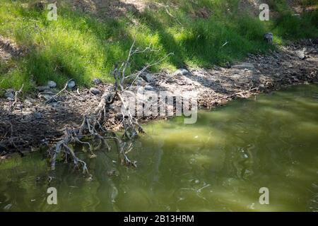 Verde acqua inquinata del Lago Monger vicino Perth, Australia Occidentale, causata da alghe blu-verdi. Foto Stock