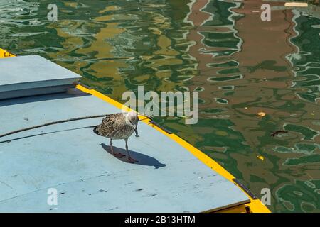 Venezia, Italia - 19 aprile 2019: Modello Seagull che si posa sul motoscafo giallo in uno dei canali di Venezia, in Italia durante la giornata di sole. Foto Stock