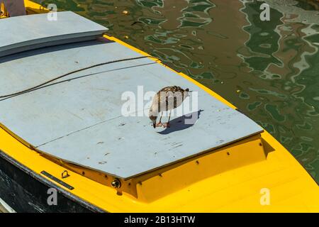 Venezia, Italia - 19 aprile 2019: Modello Seagull che si posa sul motoscafo giallo in uno dei canali di Venezia, in Italia durante la giornata di sole. Foto Stock