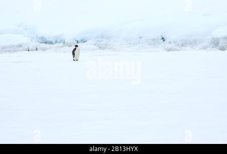 Un pinguino imperatore, Aptenodytes forsteri sedette sul ghiaccio di mare che molava, senso a nord di dove questi pinguini sono trovati normalmente, stazione di Vernadsky, Galindez È Foto Stock