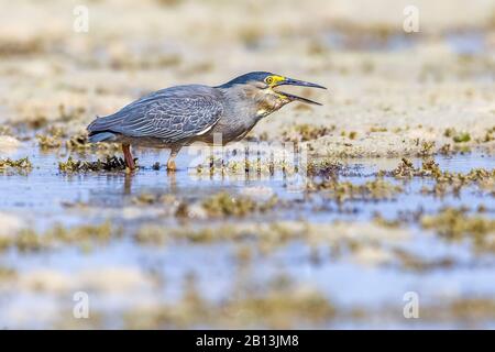 Erone striato, airone di Mangrove, Airone Piccolo, airone verde-sostenuto (Butorides striata, Butorides striatus), camminando nella spiaggia di Hamata con fattura aperta, Egitto Foto Stock