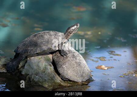 Cursore indiano occidentale, cursore nord antillano (Trachemys decussata), sedersi su una pietra, Cuba Foto Stock