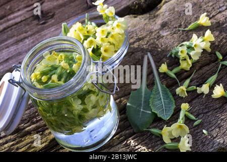 Vero ossip (Primula elatior), tintura, fatto di fiori raccolti, Germania Foto Stock