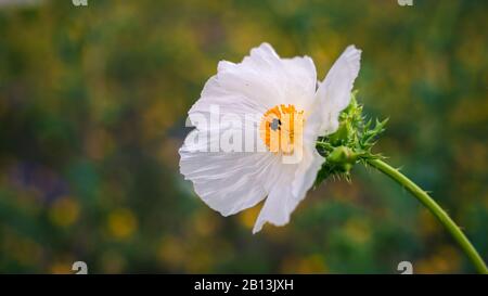 Poppy bianco di Prickly (Argemone albiflora) conosciuto anche come fiore di papavero del pickstem del blustem contro sfondo verde sfocato. Primo piano. Texas primavera Foto Stock