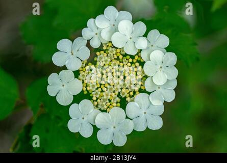 Viburno di rosa maggiore (Viburnum opulus), infiorescenza, Germania, Baviera Foto Stock