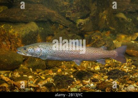 Salmone Danubio, huchen (Hucho hucho), maschio, Germania Foto Stock