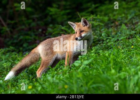 Volpe rossa (Vulpes vulpes), giovane volpe rossa si erge su una radura che guarda indietro, Svizzera, San Gallo Foto Stock