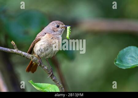 Comune redstart (phoenicurus phoenicurus), perching femminile con un bruco nel disegno di legge su una filiale, Germania, Baden-Wuerttemberg Foto Stock