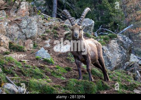 Stambecco alpino (Capra ibex, Capra ibex ibex), sorge su un pendio, Svizzera, Grigioni Foto Stock