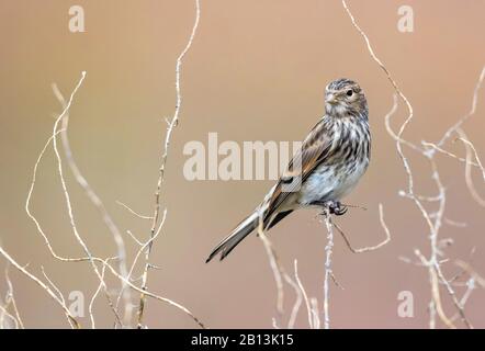 Twite (Carduelis flavirostris korejevi, Linaria flavirostris korejevi), su un piccolo ramo, Kazakistan Foto Stock