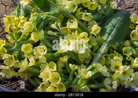 Vero ossip (Primula elatior), raccolta fiori, Germania Foto Stock