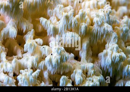 Fungo del dente del pettine, dente del corallo (coralloides di Ericium, clothroides di Ericium), corpo unico di fruttificazione sul pavimento della foresta, Germania, Baden-Wuerttemberg Foto Stock