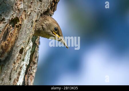 Starring comune (Sturnus vulgaris), giovane starring che guarda fuori dal buco nido, Germania, Baden-Wuerttemberg Foto Stock
