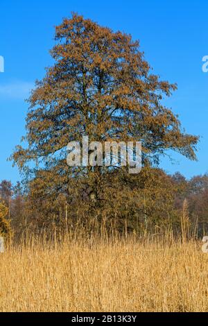 Ontano comune, ontano nero, ontano europeo (Alnus glutinosa), albero singolo, fioritura in primavera, Germania Foto Stock