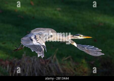 Airone cinerino (Ardea cinerea), in volo, GERMANIA Baden-Wuerttemberg Foto Stock