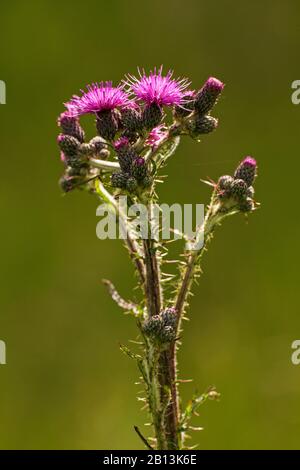 Marsh thistle (Cirsium palustre), fioritura, Germania, Baden-Wuerttemberg Foto Stock