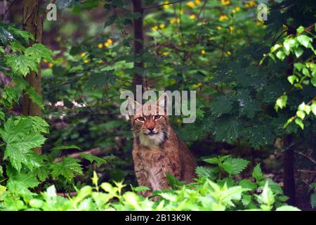 Carpathian lynx (Lynx lynx carpathicus), lynx seduto nella foresta in estate, Germania, Sassonia Foto Stock