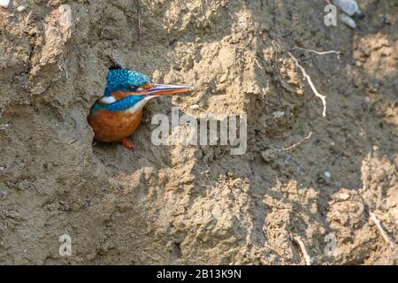 Fiume kingfisher (Alcedo atthis), femmina, Germania, Baden-Wuerttemberg Foto Stock