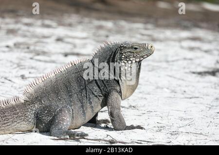 Isole Cayman terra iguana, cubano terra iguana (Cyclura nubila nubila), sulla spiaggia, vista laterale, Cuba, Cayo Largo Foto Stock