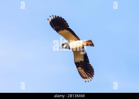 Northern lapwing (Vanellus vanellus), in volo, chiamata, Germania, Baviera Foto Stock