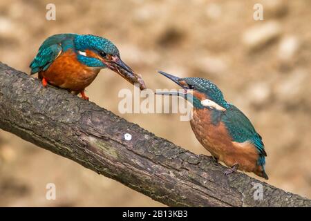 Fiume kingfisher (Alcedo atthis), femmina alimenta giovani, Germania, Baden-Wuerttemberg Foto Stock