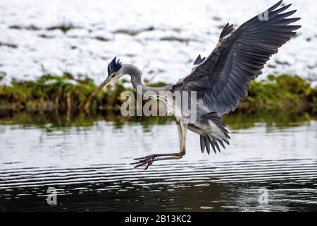 Airone grigio (Ardea cinerea), sbarco in acqua, Germania, Baden-Wuerttemberg Foto Stock