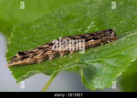 quaker a due macchie (Anora munda, Perigrapha munda, Orthosia munda), caterpillar si nutre di nocciolo, Germania Foto Stock