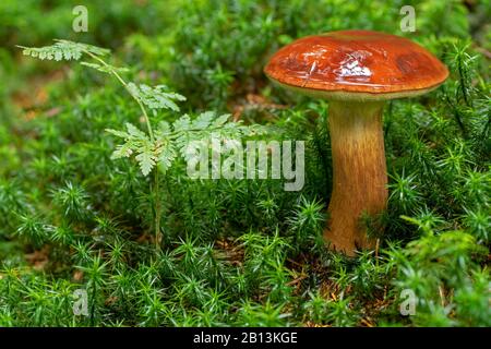 Baia bollete (Boletus badius, Xerocomus badius), fruttiventbody in muschio, Germania, Baviera, Ammergauer Alpen Foto Stock