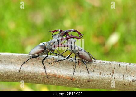 Stag Beetle, European Stag Beetle (Lucanus cervus), due uomini che combattono su un ramo, vista laterale, Germania, Sassonia Foto Stock