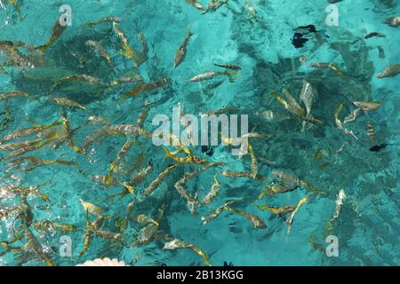 Pesca su una barriera corallina, Cayo Largo, Cuba, Cuba, Cayo Largo Foto Stock