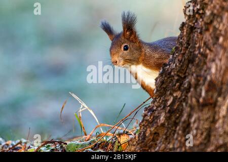 Scoiattolo rosso europeo, scoiattolo rosso eurasiatico (Sciurus vulgaris), che pepola dietro un albero, Germania, Baden-Wuerttemberg Foto Stock