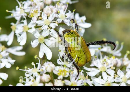 Scarabeo (Oplia argentea, Oplia farinosa), su fiori bianchi, Germania, Baden-Wuerttemberg Foto Stock