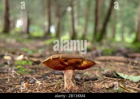 Lurid bolete (Boletus luridus), corpo a frutto singolo sul pavimento della foresta, Germania, Baviera, Ammergauer Alpen Foto Stock