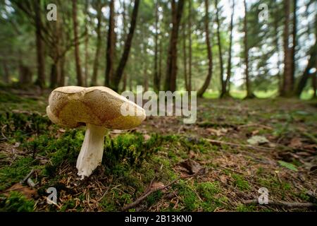 Penny bun, Cep, Porcino, fungo Bun (Boletus edulis), vecchio bun Penny in foresta, Germania, Baviera, Ammergauer Alpen Foto Stock