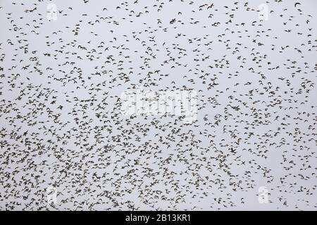 European golden plover (Pluvialis apricaria), flying gregge, Paesi Bassi, Frisia Foto Stock