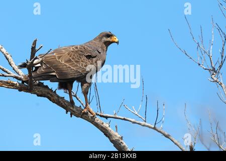 Falco nero comune (Buteogallus antracinus), si trova su un ramo, Cuba, Cayo Guillermo Foto Stock