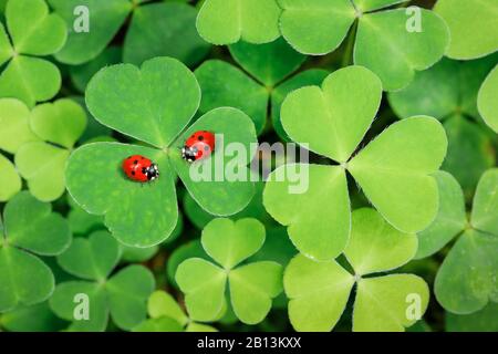 Ladybird a sette punti, sevenspot ladybird, ladybird a 7 punti (Coccinella settempunctata), due coccinelle sulla cloverleaf, Svizzera Foto Stock