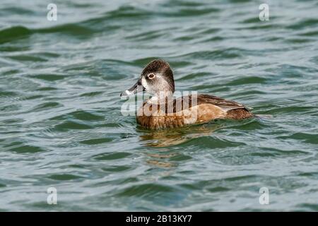 Anatra anello-neched (Aythya collaris), nuoto femminile, vista laterale, Isole Canarie, Tenerife Foto Stock