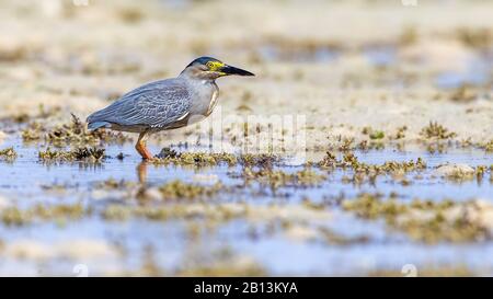 Erone striato, airone di Mangrove, Airone Piccolo, airone verde-sostenuto (Butorides striata, Butorides striatus), si trova alla spiaggia di Hamata, Egitto Foto Stock