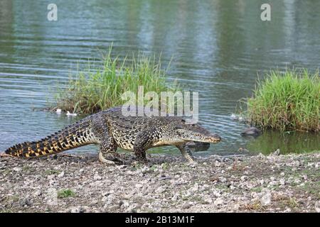 Coccodrillo cubano (Crocodylus rombifer), esce dall'acqua, Cuba, Parco Nazionale Zapata Foto Stock