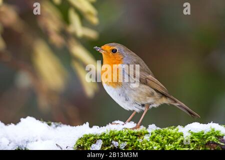 Rapina europea (Erithacus rubecula), in inverno, Germania, Baden-Wuerttemberg Foto Stock