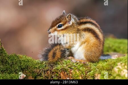 Chipmunk siberiano (Eutamias sibiricus, Tamias sibiricus), introdotto, seduto a Forest de Soignes, Belgio Foto Stock