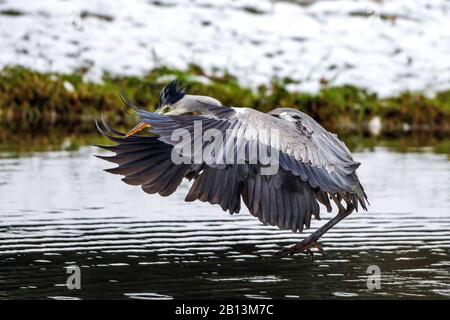 Airone grigio (Ardea cinerea), sbarco in acqua, Germania, Baden-Wuerttemberg Foto Stock