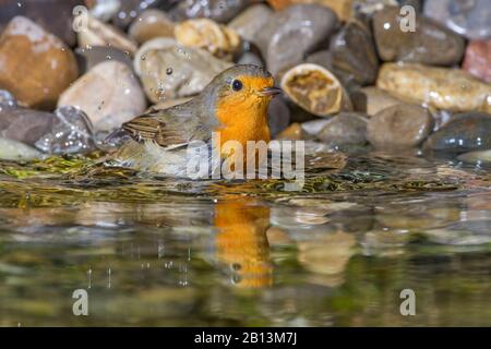 Derubazione europea (Erithacus rubecula), bagno, Germania, Baden-Wuerttemberg Foto Stock